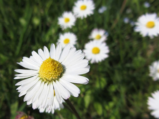 Obraz premium White daisy flowers on green background . Tuscany, Italy