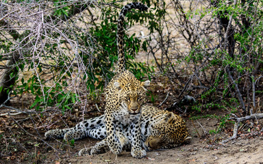 Male and female Leopard in Sabi Sands