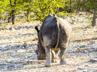Breitmaulnashorn(Ceratotherium simum), in der Morgensonne, Ongaya Wild Reservat, Outja, Namibia, Afrika