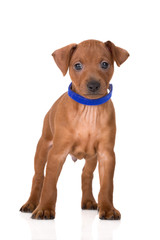 adorable red pinscher puppy on white