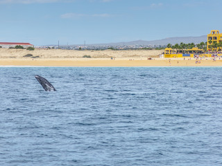 Fototapeta premium Marine Life on a Whale Watching Tour in Mexico
