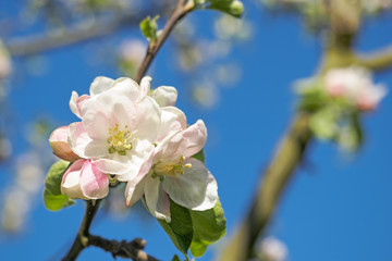 Apple spring blossom