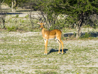 Impala, Schwarzfersenantilope, auch Schwarznasenimpala (Aepyceros melampus petersi), Männchen,...