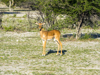 Impala, Schwarzfersenantilope, auch Schwarznasenimpala (Aepyceros melampus petersi), Männchen, Ongaya Wild Reservat, Outja, Namibia, Afrika