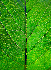 Green Leaf Detail