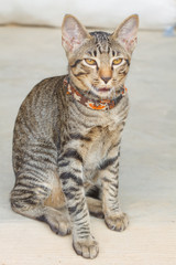 Portrait of a baby cat