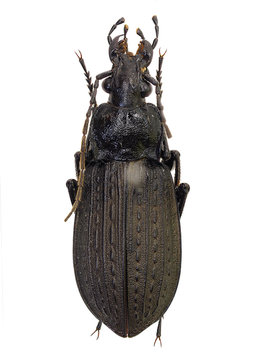 岩手県産アカガネオサムシ♀