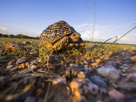 Pantherschildkr&ouml;te (Geochelone pardalis), Ongaya Wild Reservat, Outja, Namibia, Afrika