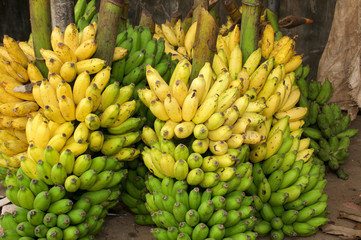 Bananenstauden