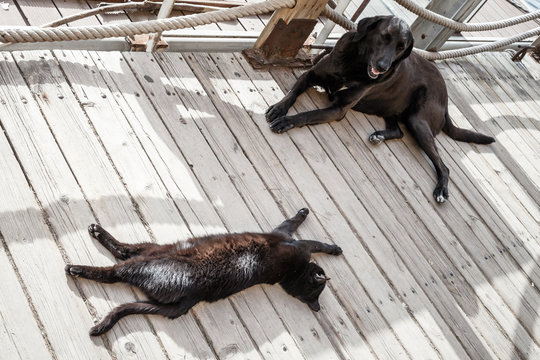 Black Homeless Cat And Dog Rest In The Shadow