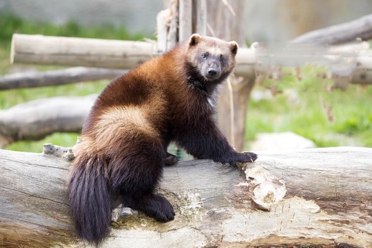 Wolverine, Gulo gulo, a huge beast Stock Photo | Adobe Stock Wolverine, Gulo gulo, a huge beast Stock Photo | Adobe Stock