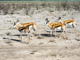 Thomsengazelle, Springbock (Antidorcas marsupialis) Okaukuejo, Etosha Nationalpark, Namibia, Afrika