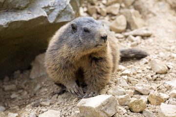 Alpine marmot, Marmota Marmota, one of the big rodent