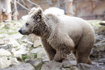 Himalayan brown bear, Ursus arctos isabellinus, has a very bright color