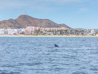 Naklejka premium Marine Life on a Whale Watching Tour in Mexico