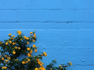 Blue painted brick wall with yellow flowers in front - landscape color photo