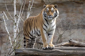 Amur Tiger, Panthera tigris altaica, closely monitors nearby