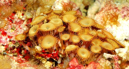 Sea anemones  in marine aquarium
