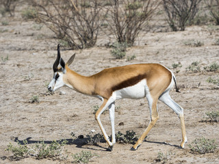 Thomsengazelle, Springbock (Antidorcas marsupialis) Okaukuejo, Etosha Nationalpark, Namibia, Afrika