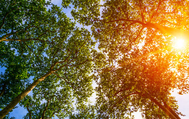 Sun ray through the trees