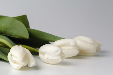 beautiful white tulips on white