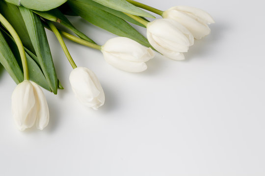beautiful white tulips on white