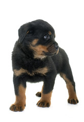 young puppy rottweiler