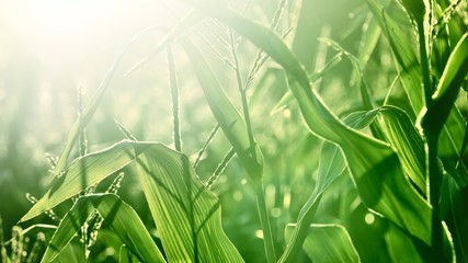 corn field close-up at the sunset © Alex Stemmer