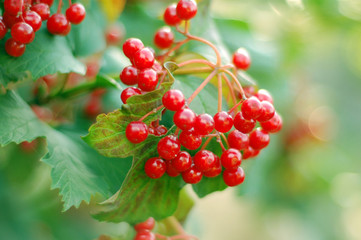 Guelder-rose on a Bush with green leaves