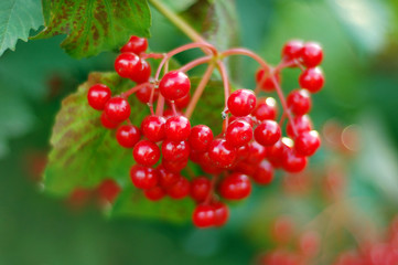 Guelder-rose on a Bush with green leaves