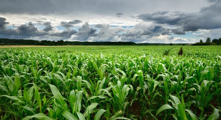 Corn field close-up against stormy sky © Alex Stemmer