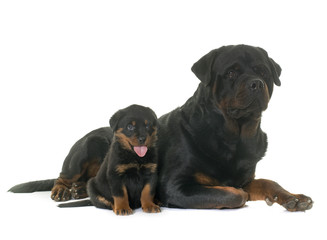 adult and puppy rottweiler