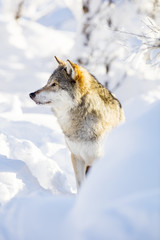 Fototapeta premium Wolf stands in beautiful winter landscape
