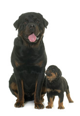 adult and puppy rottweiler
