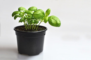 Fresh basil plant in pot
