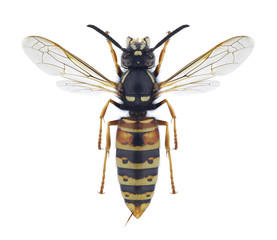 Wasp Vespula rufa
