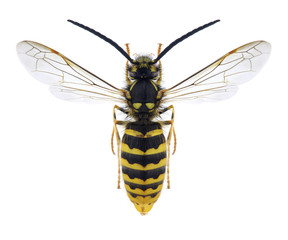 Wasp Vespula vulgaris (male)