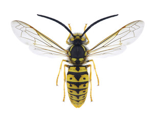 Wasp Vespula germanica (male)
