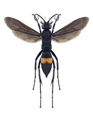 Wasp Anoplius samariensis