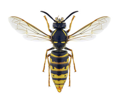 Wasp Vespula vulgaris (female)