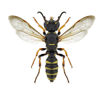 Wasp Cerceris arenaria