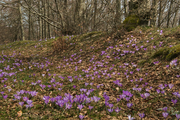 Bosco fatato a Monte Nerone
