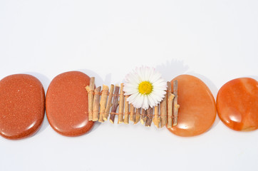 Sonnenlicht f&auml;llt auf einen Steg mit Bl&uuml;te der Heilsteine miteinander verbindet Mut zur Heilung