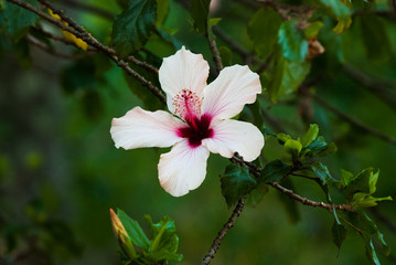 A blooming white flower in a garden, 