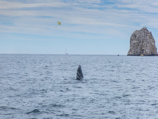Marine Life on a Whale Watching Tour in Mexico