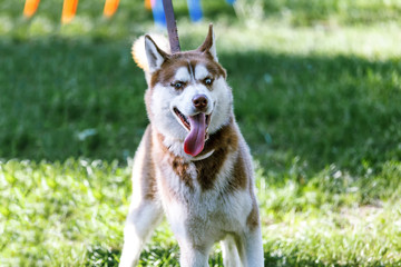 Panting Husky pulling on a leash at the green grass