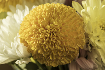 Yellow Mum / macro of a yellow mum in a bouquet