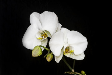 Obraz na płótnie Canvas White Orchid / white orchid with a black background