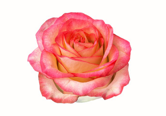 rose bud isolated on white background. clipart, rose flower.