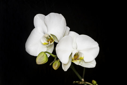 Fototapeta White Orchid / white orchid with a black background